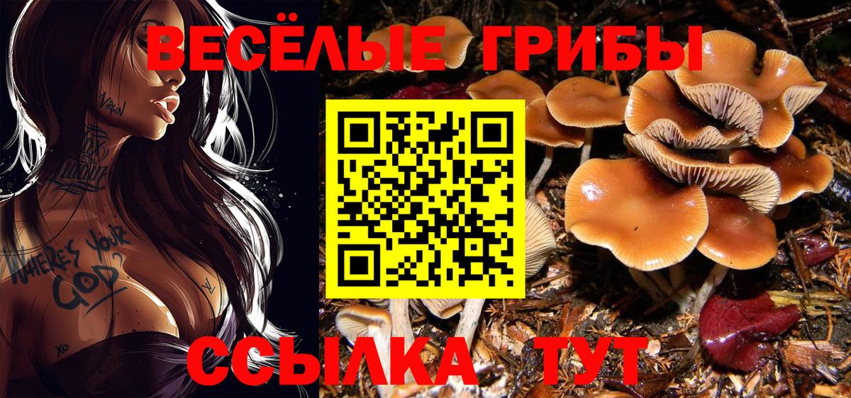Россошь  Псилоцибиновые грибы Psilocybe  Вход с VPN  Галлюциногенные грибы прущие грибы 